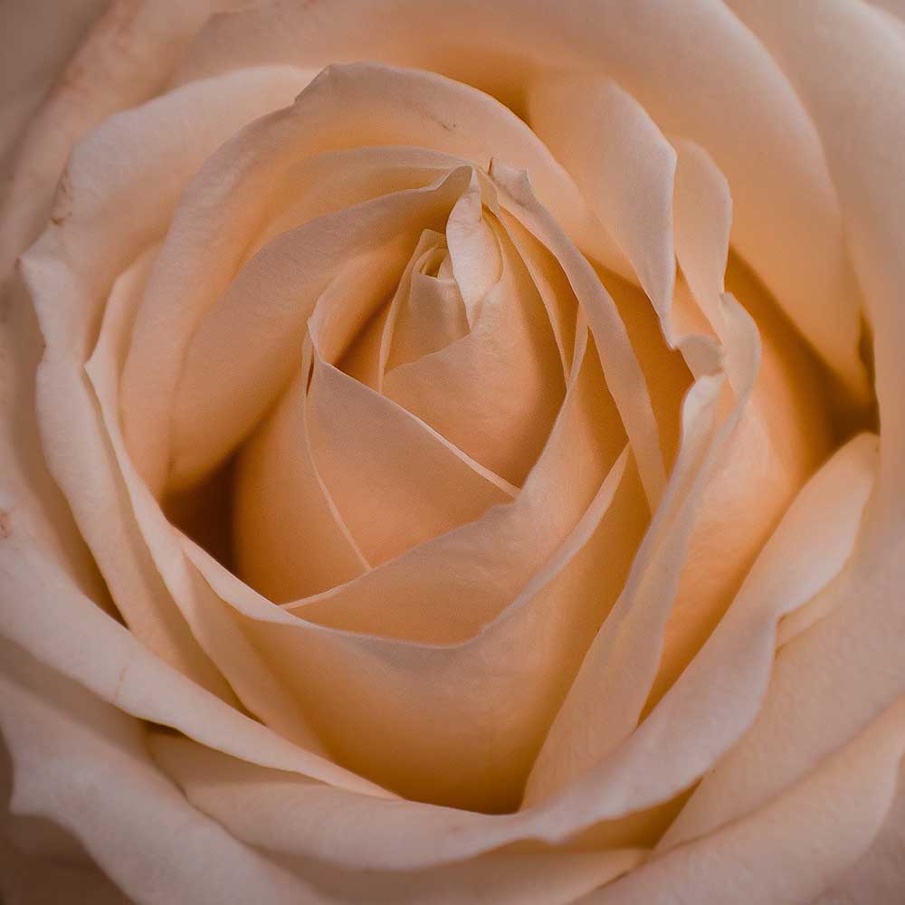 Pairfum Home Fragrance Rose The Allure Of Natural Fragrance Oils Exploring Nature’s Essence In Perfumery