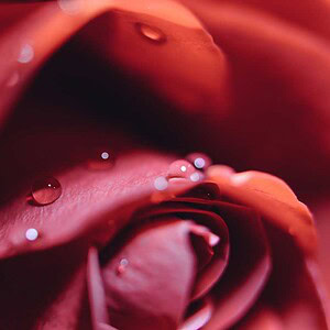 Pairfum Room Fragrance Rose Perfumed Candle Tj Holowaychuk Pairfum Room Fragrance Rose Perfumed Candle Tj Holowaychuk