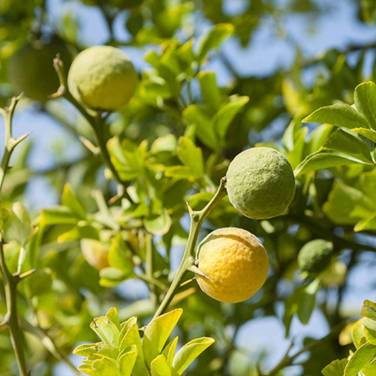 Citrus Fruit Bergamot Essential Oil Fragrance The Allure Of Natural Fragrance Oils Exploring Nature’s Essence In Perfumery