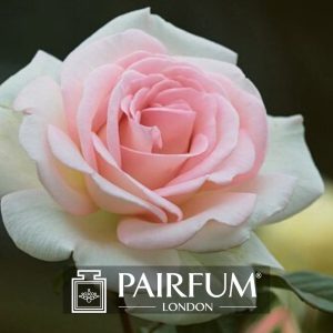 Single White And Pink Rose Flower SINGLE WHITE AND PINK ROSE FLOWER