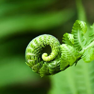 Evolution Meaning Fougere Perfumery Fern Fresh Green Evolution Meaning Fougere Perfumery Fern Fresh Green