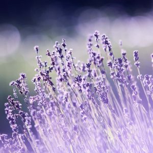 Lavender Perfume Light Lavender Perfume Light 1 1