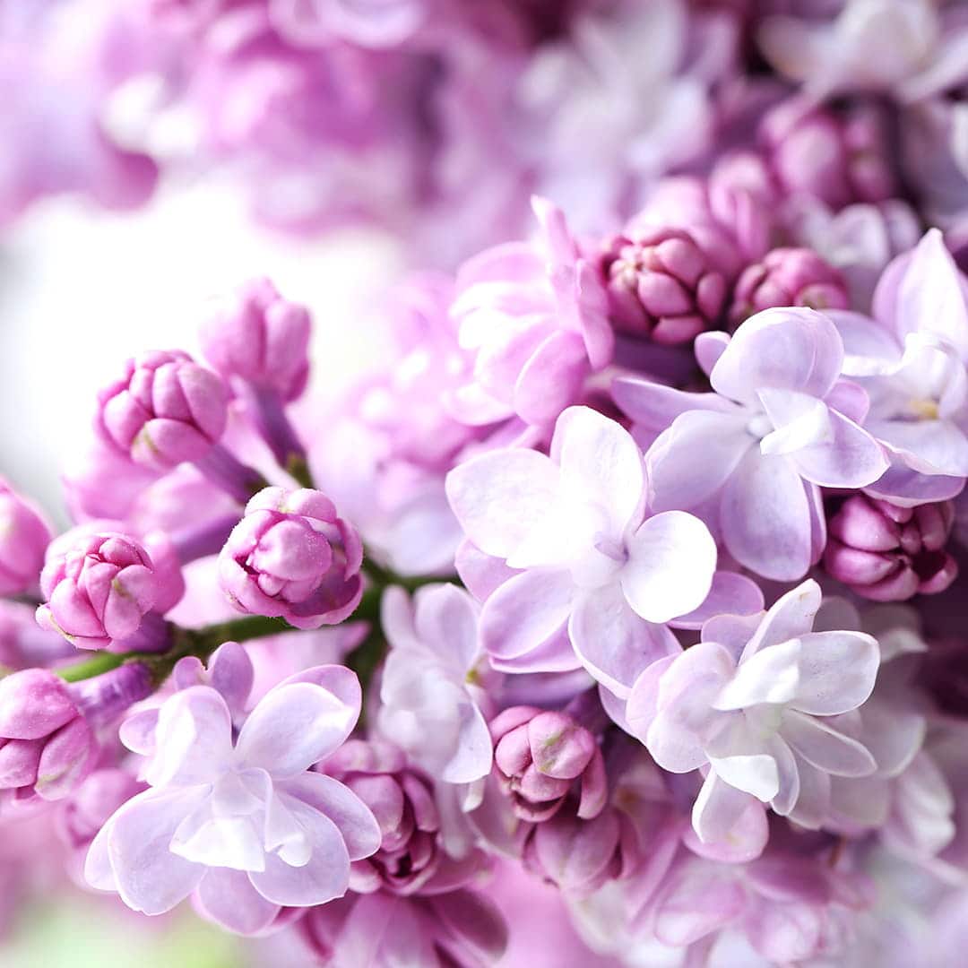 Pairfum Flower Lilac in Fragrance Blossom Natural