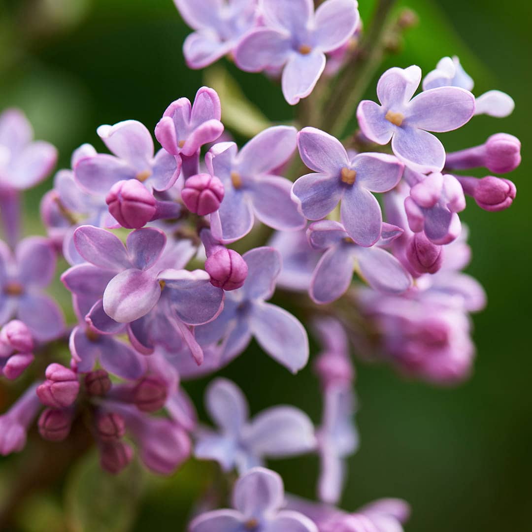 Pairfum Flower Natural Lilac in Perfume Blossom 1 1