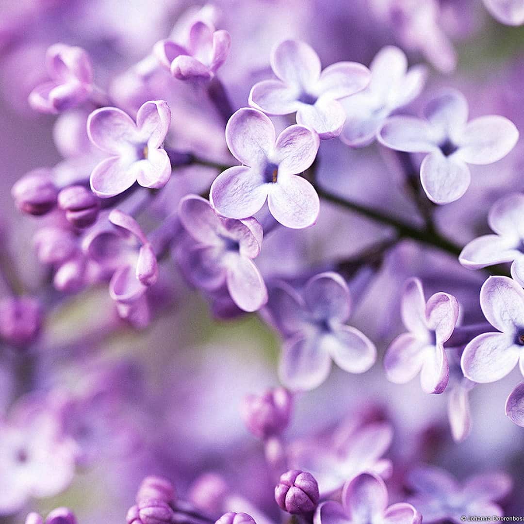 Pairfum Flower Lilac Blossom Natural Room Fragrance Perfume 1 1