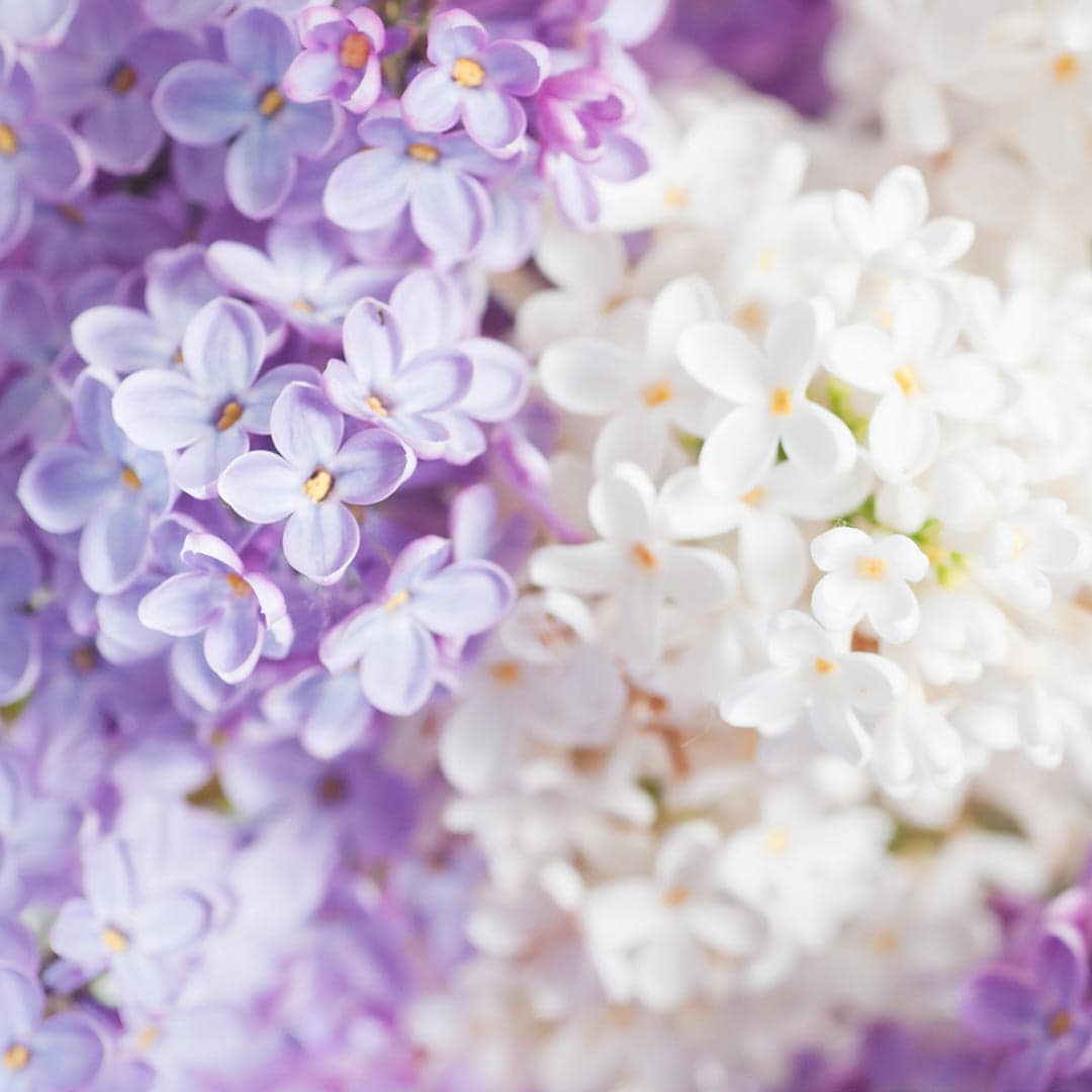 Pairfum Flower Lilac in Perfume Natural Fragrance 1 1