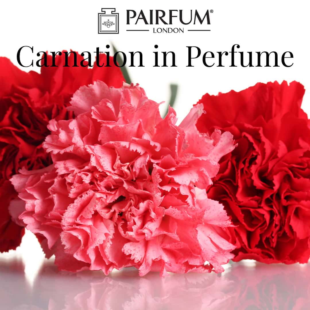 Carnation in Perfume Clove 1 1