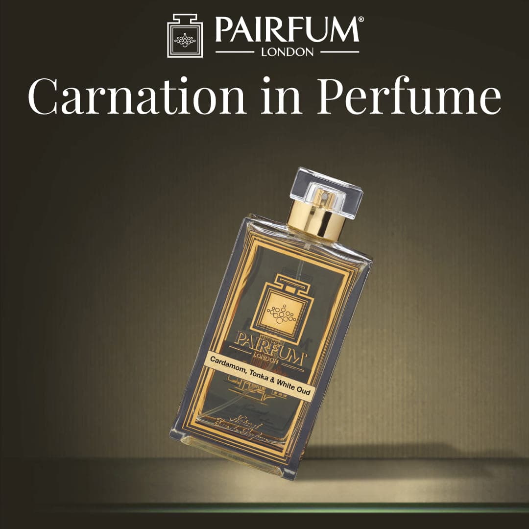 Carnation in Perfume Clove Fragrance Spicey 1 1