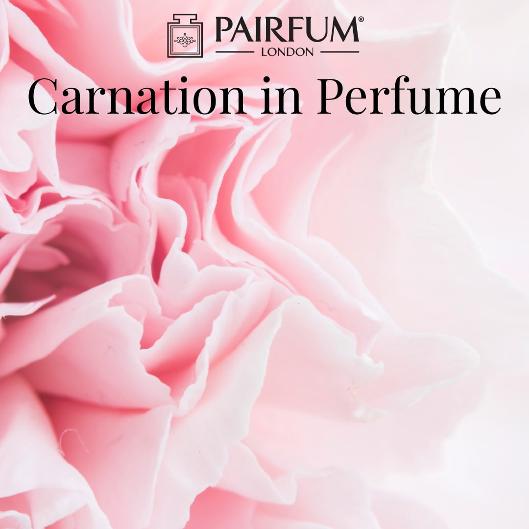 Clove Carnation in Fragrance 1 1