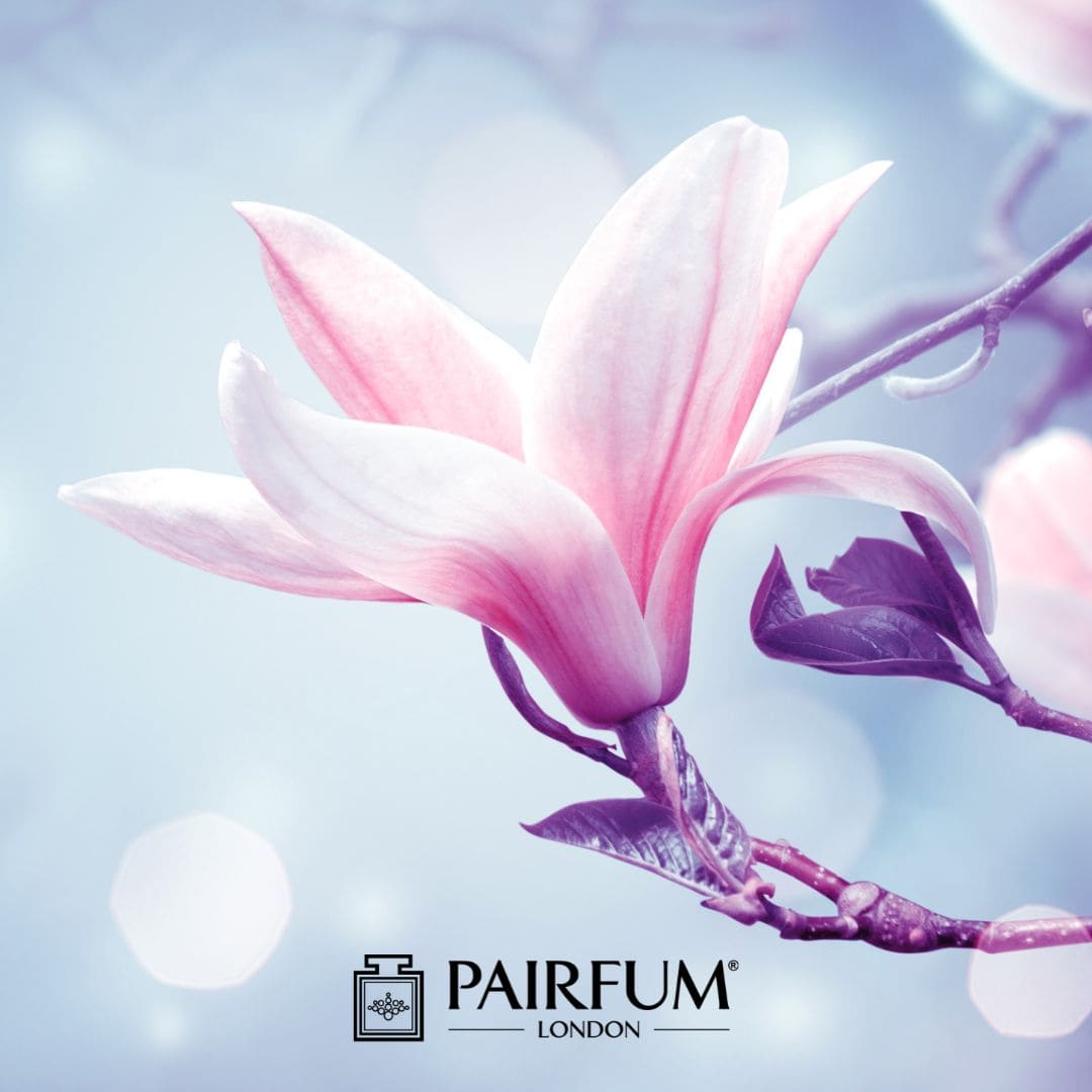 Magnolia Perfume Flower