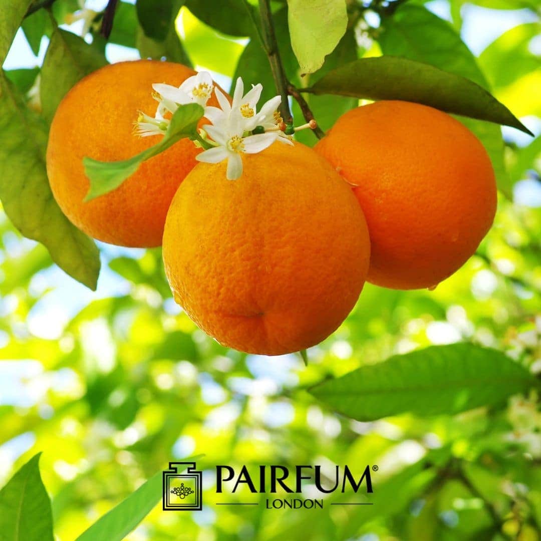 Orange Blossom Perfume Ingredients