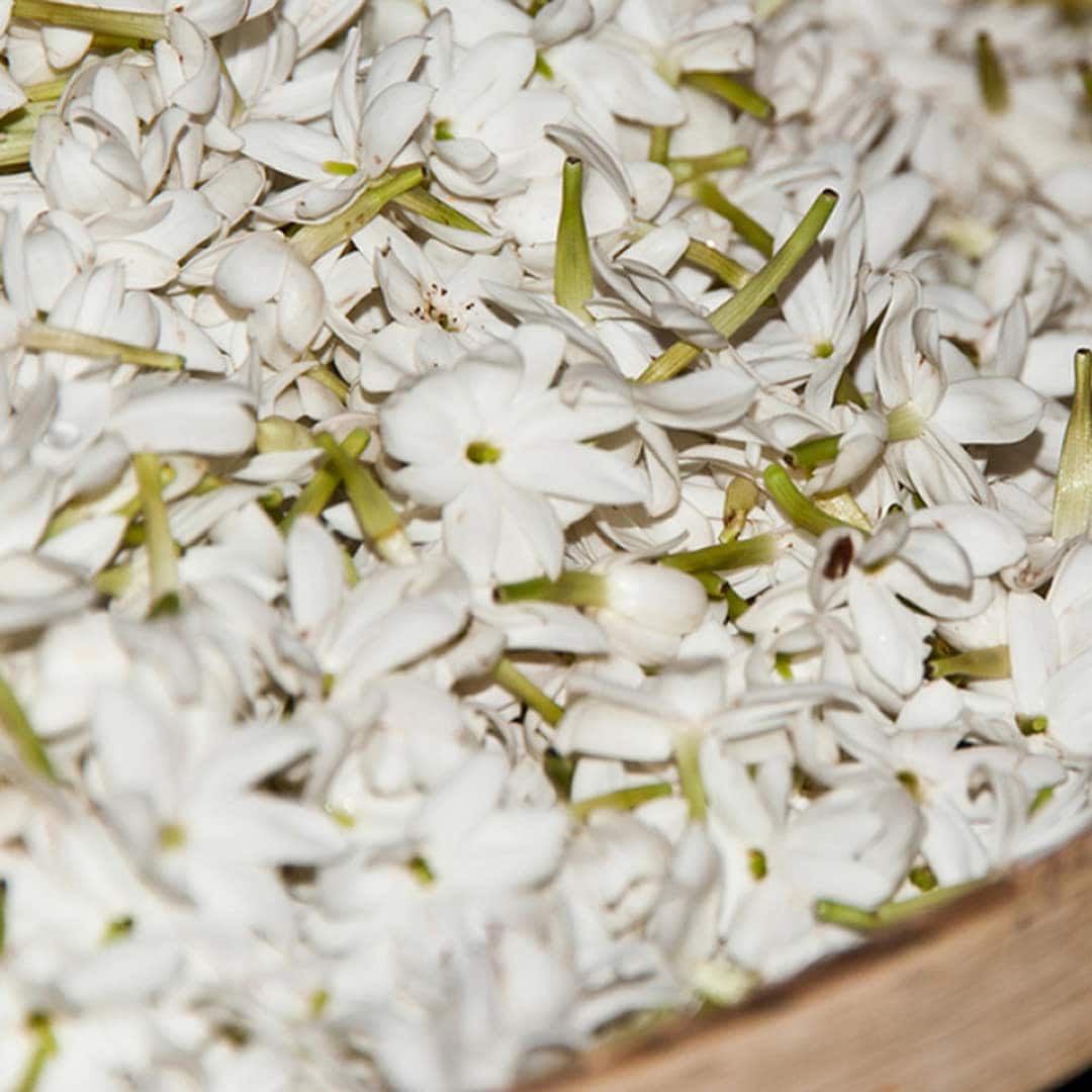 Pairfum Jasmine Petals Flower Home Fragrance Perfume Enfleurage Bloom Harvest1 1