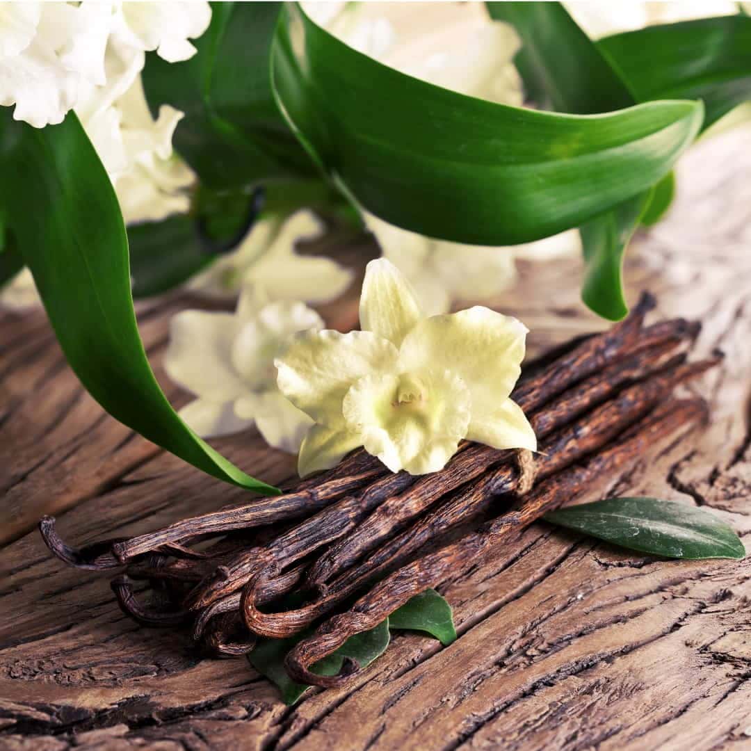 Vanilla Orchid 1 1 Vanilla in Perfume Orchid 1 1