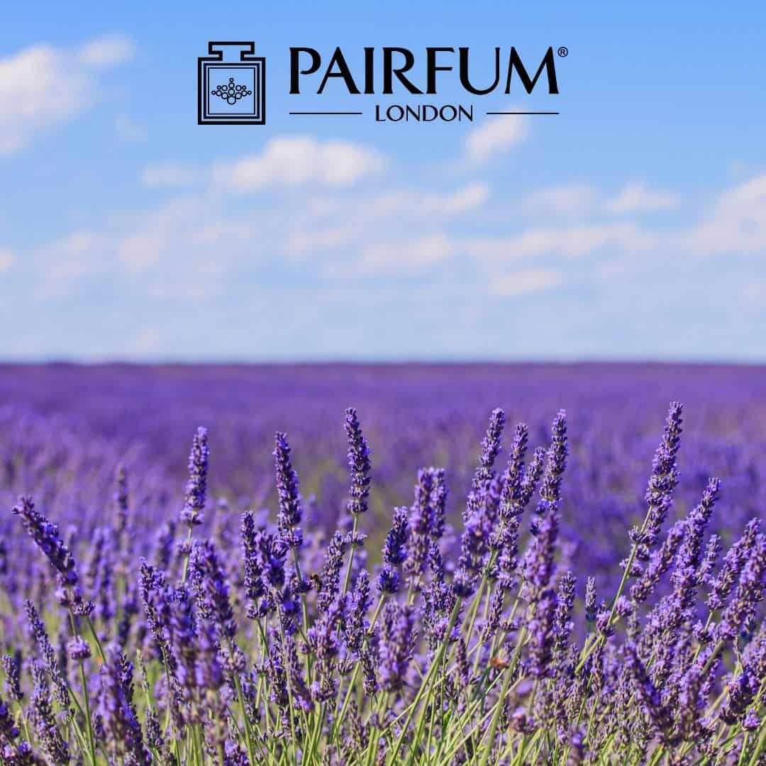 Lavender Perfume Field