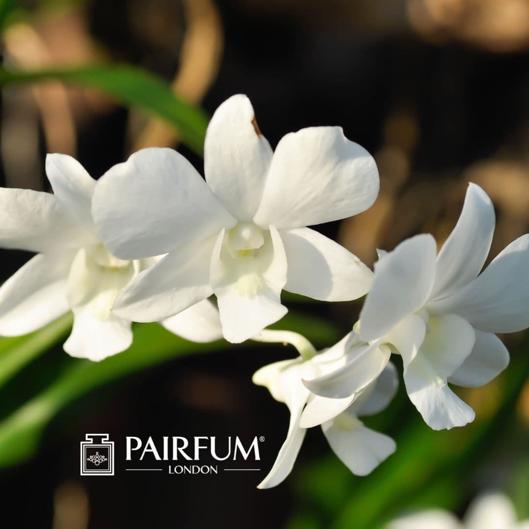 Tuberose Perfume Flower