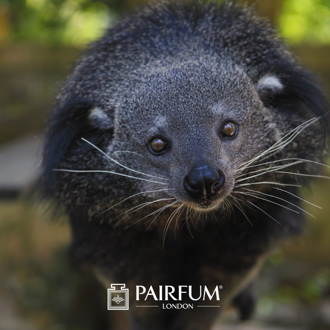 Civet In Perfume Ingredients