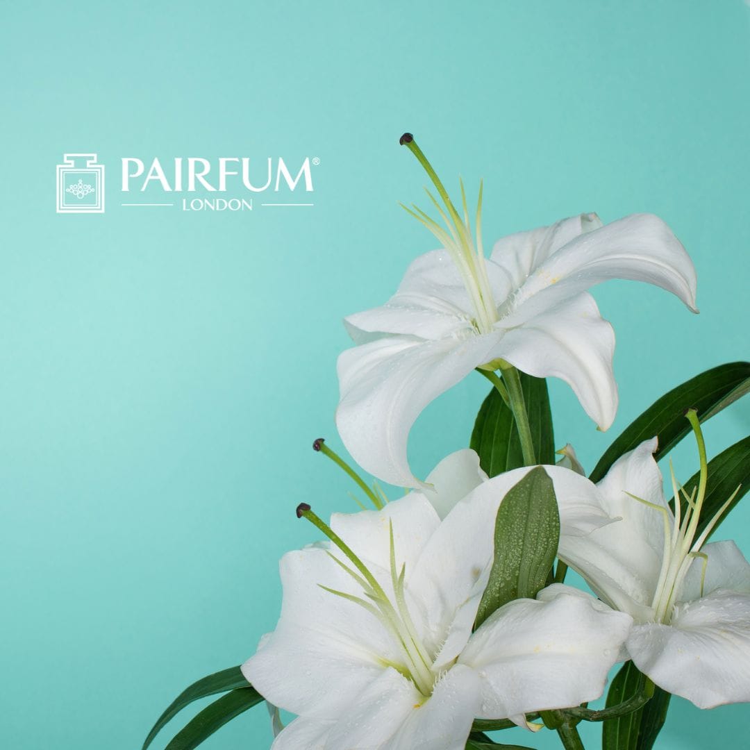 Lily Perfume Flower