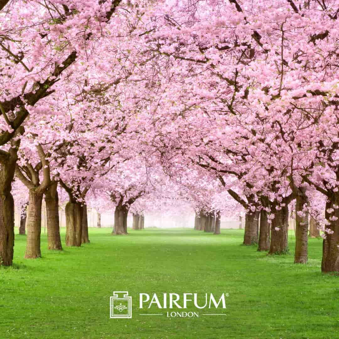 Cherry Blossom Perfume Trees