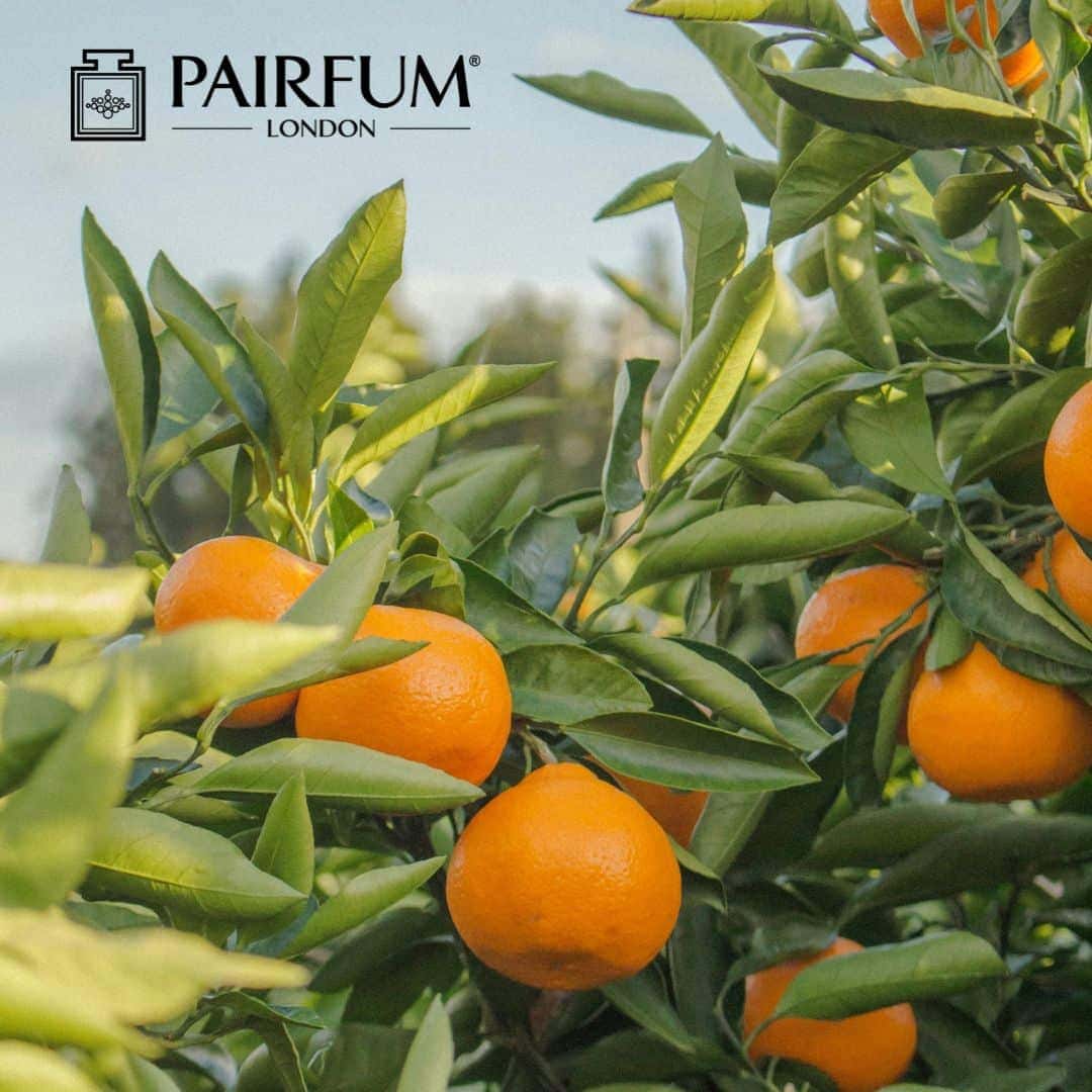 Tangerine Tree