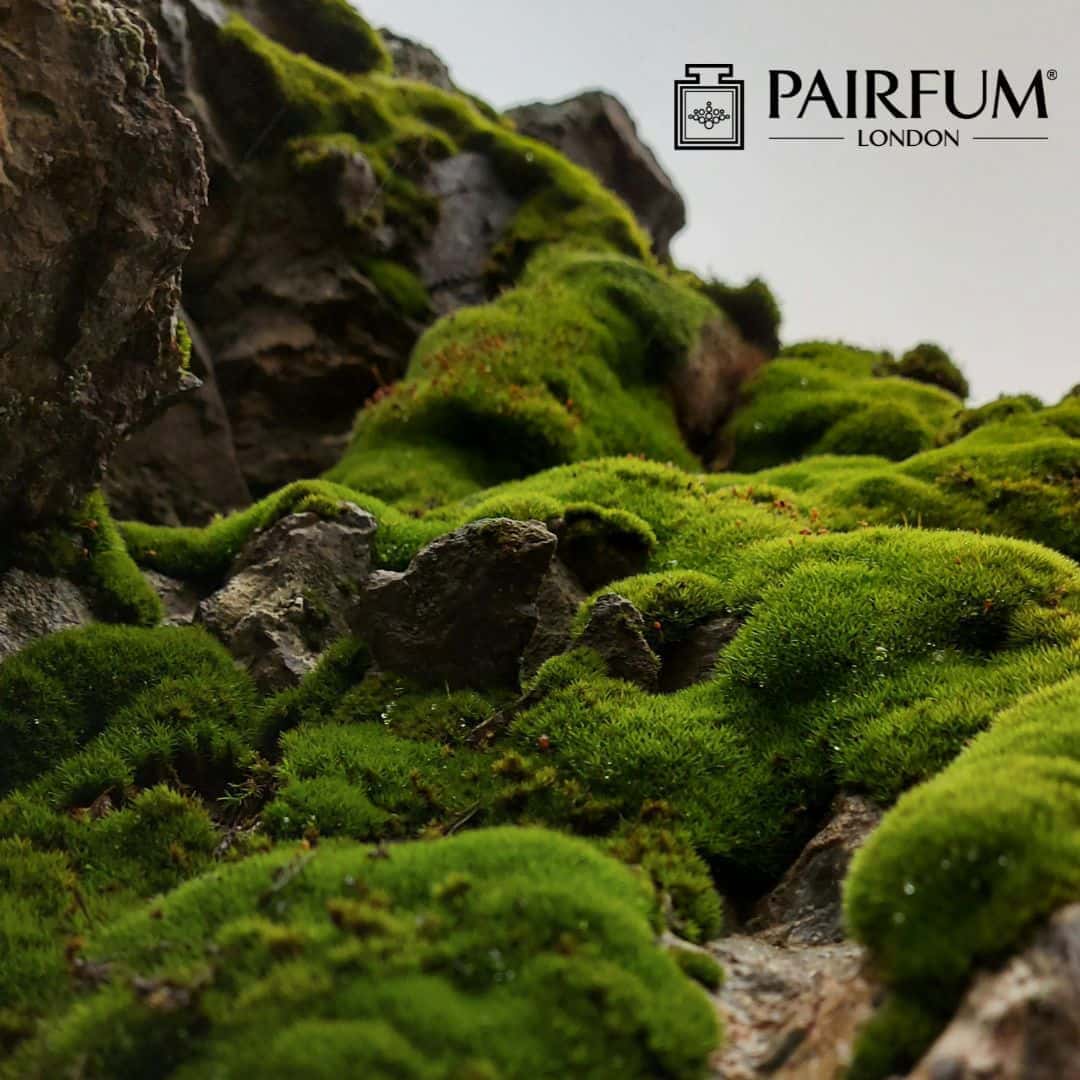 Moss On Rocks