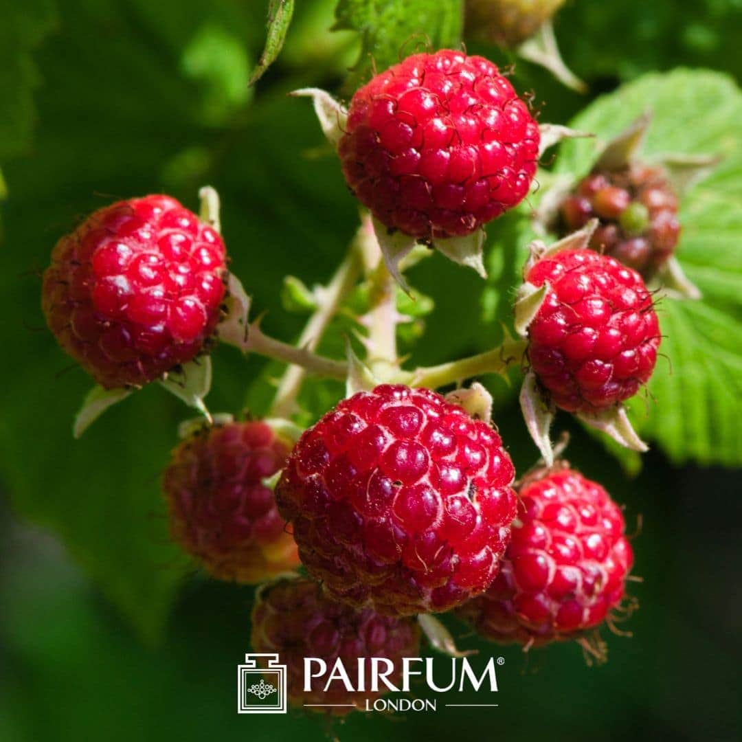 Ripe Raspberry