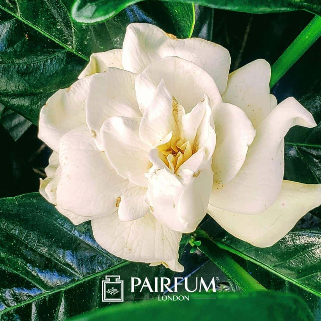 Gardenia Flower