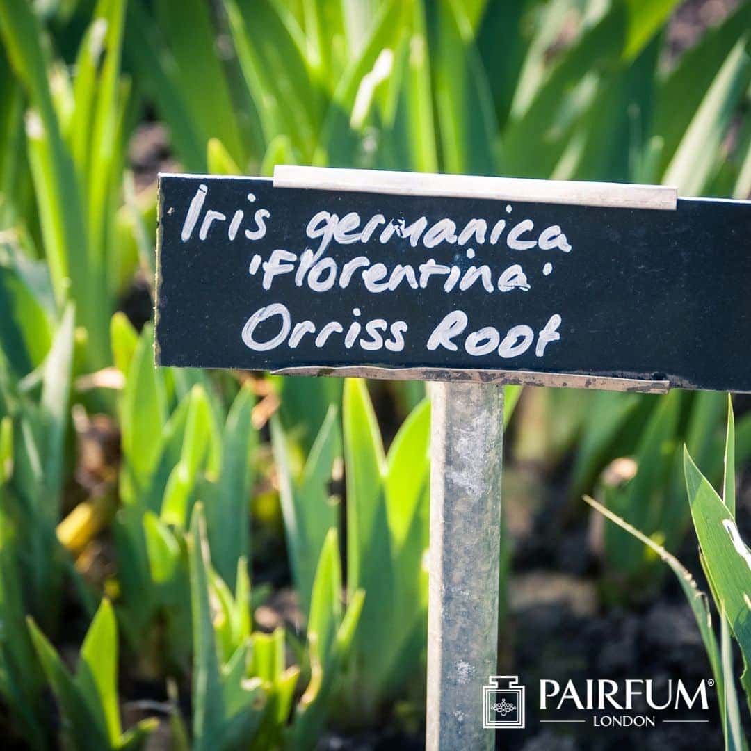 Orris Root