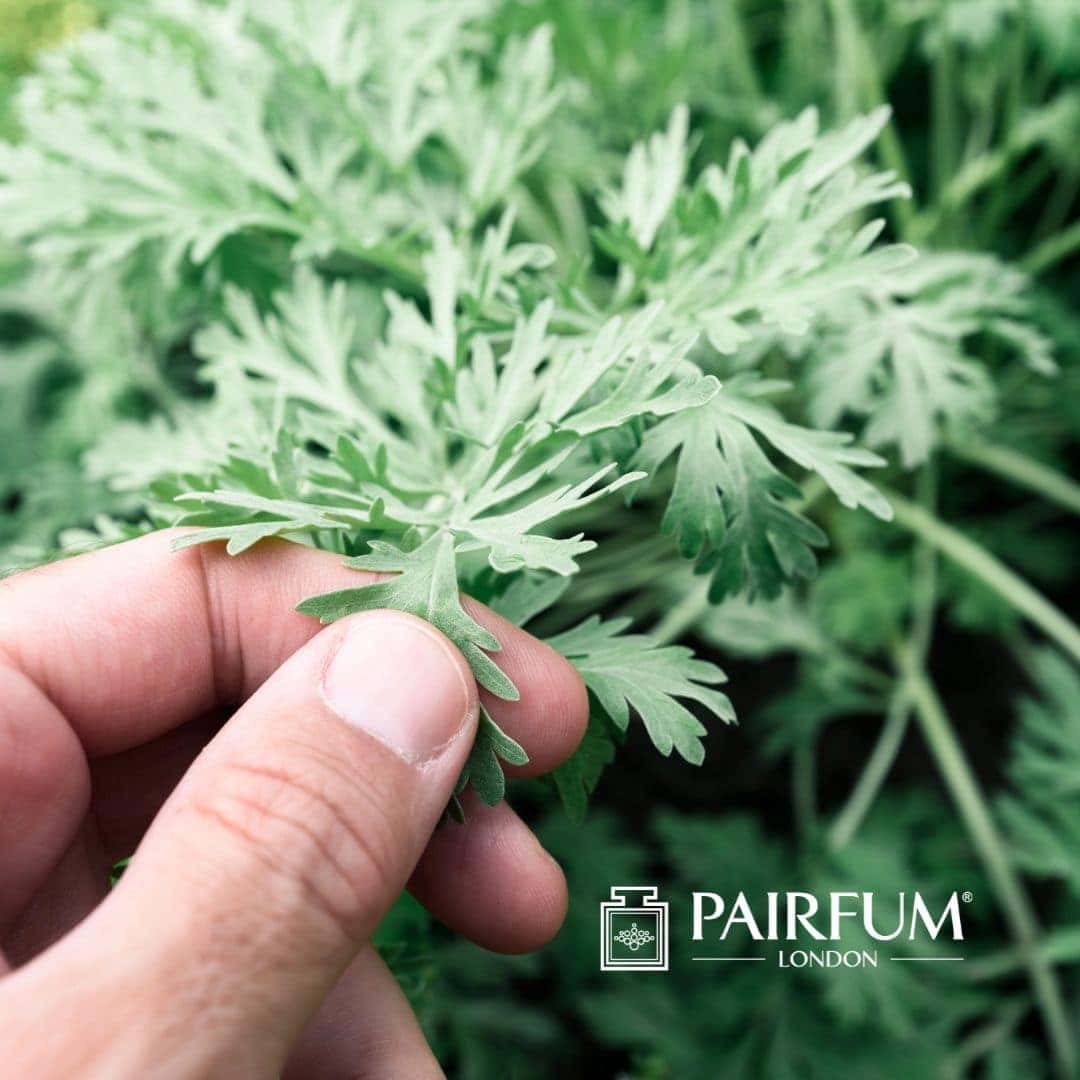 Artemisia