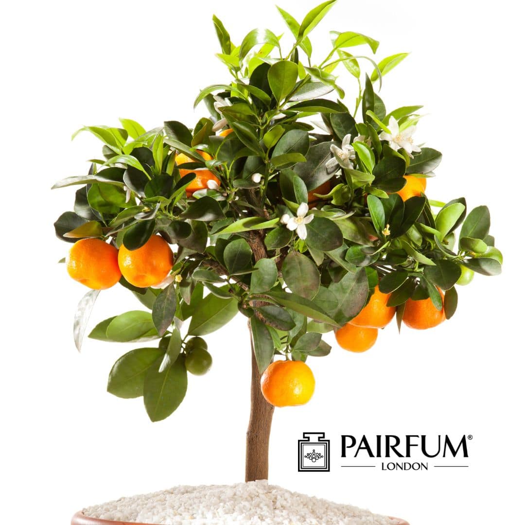 Petitgrain Petitgrain