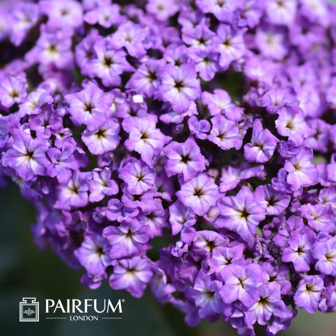 Heliotrope Heliotrope