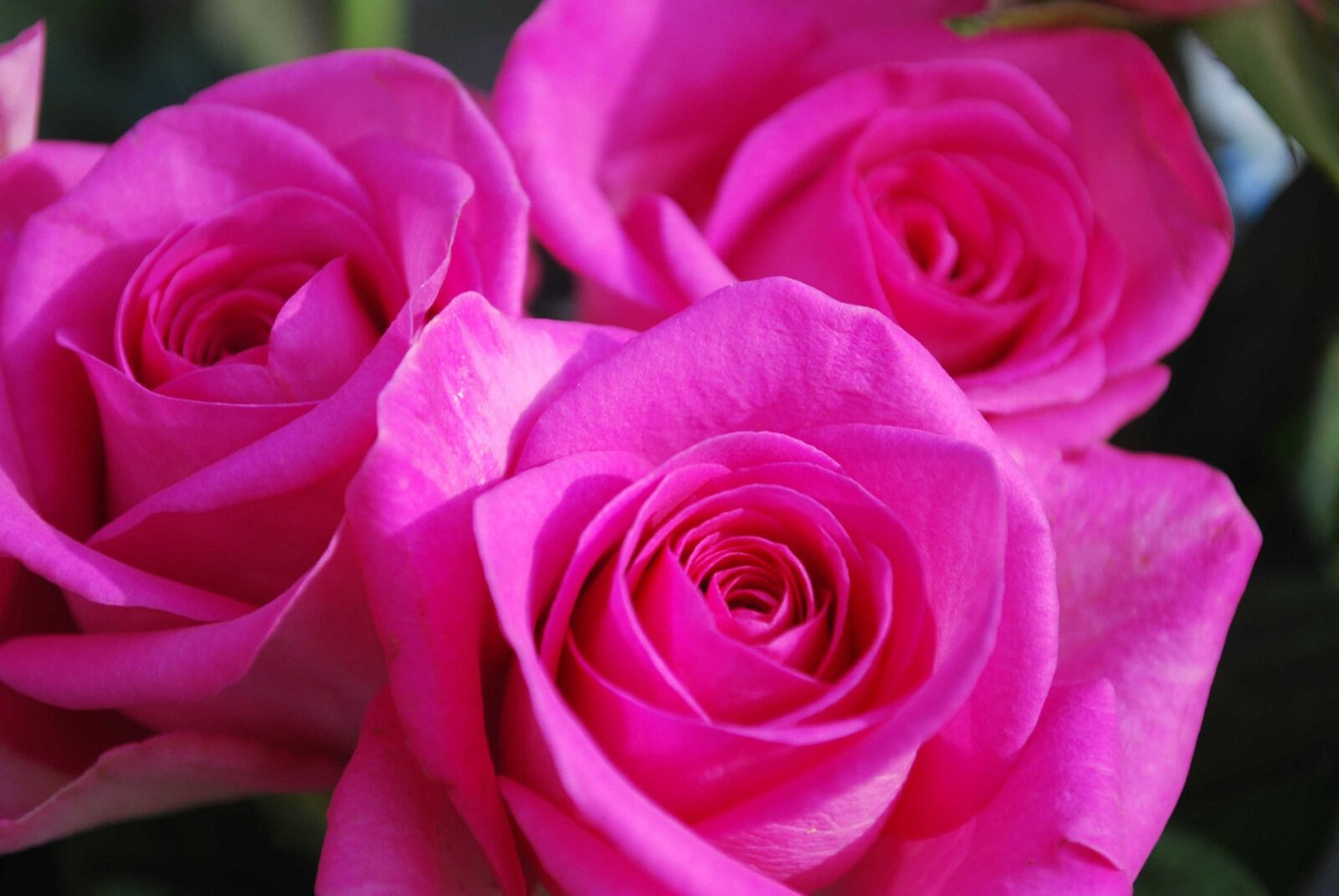 Roses for Mothers Day scaled
