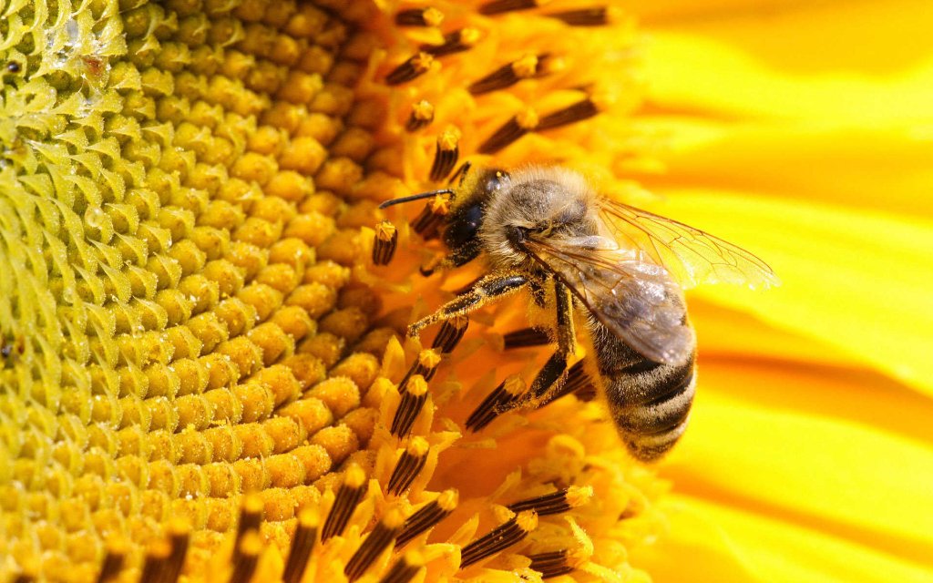 Petition to ban pesticides that kill bees