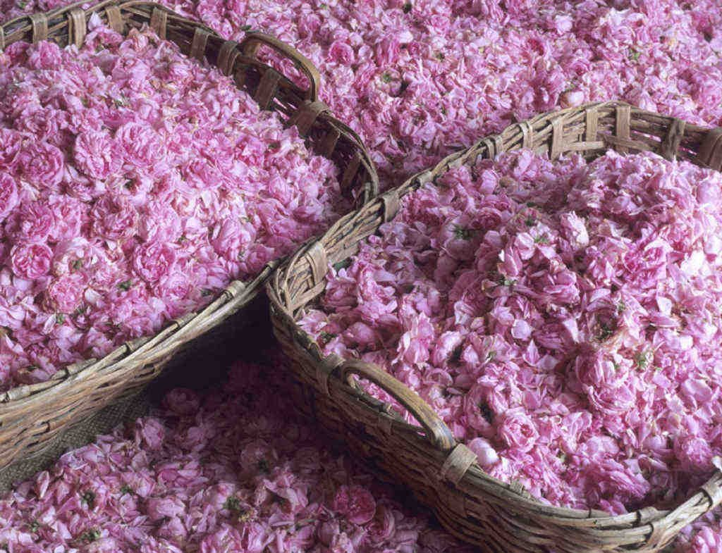 Pairfum Dried Roses Home Fragrance Perfume PAIRFUM dried roses home fragrance rose perfume