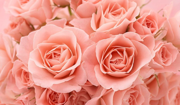 PAIRFUM flower pink roses in bloom natural room fragrance perfume