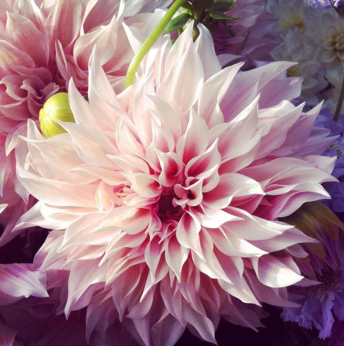 Pairfum reed diffuser british flower week dahlia