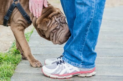 Dogs Sniff Inappropriate Places Trousers