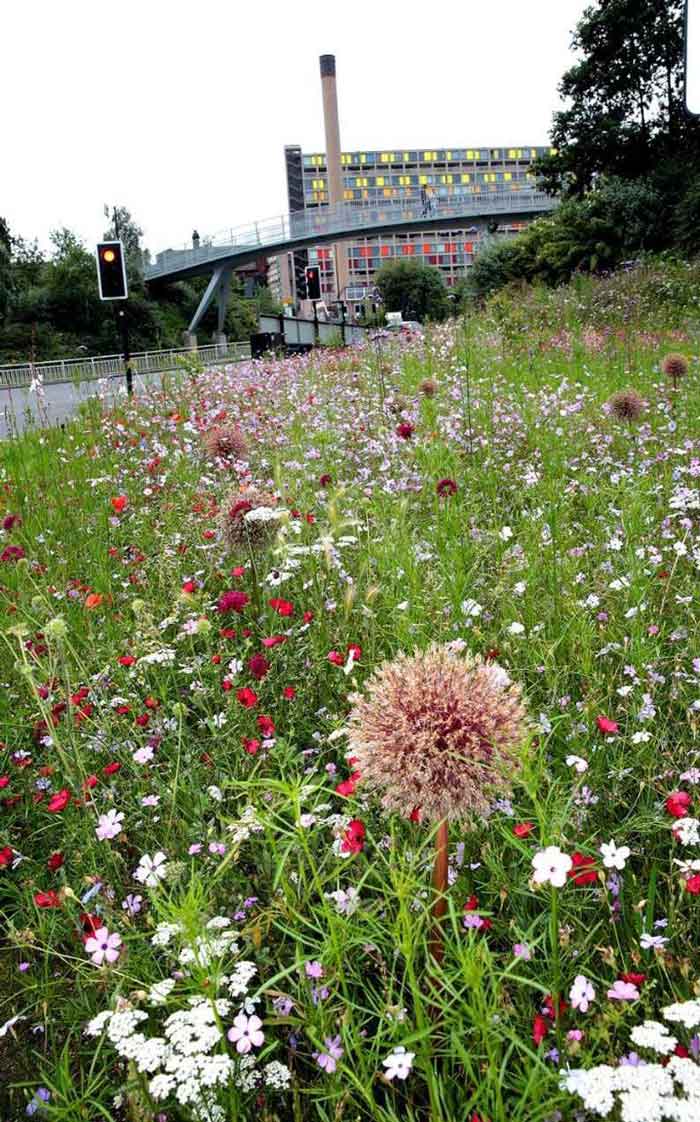 Roundabouts-Bloom-Wildflower-Sheffield