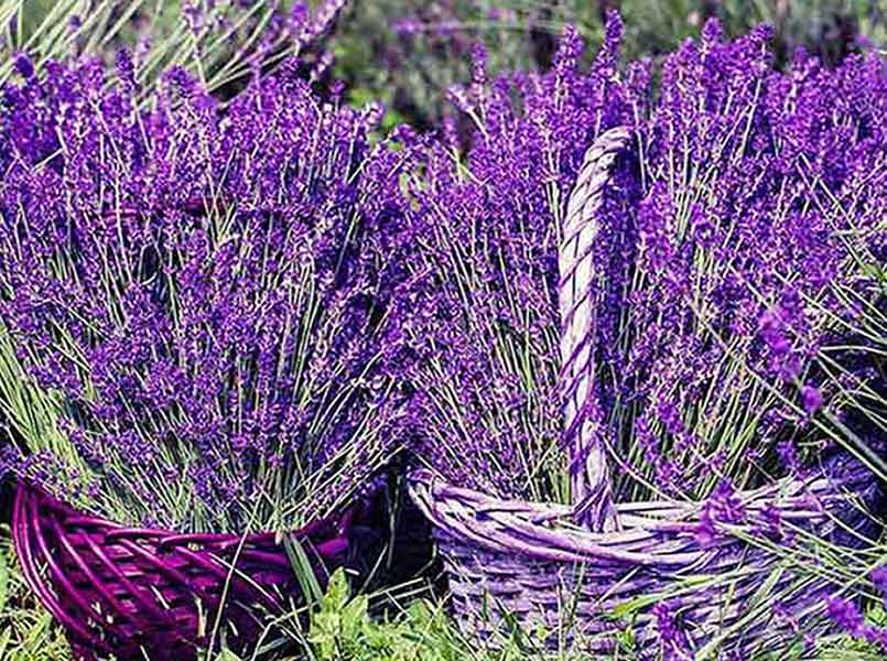 Fragrance Lavender Basket Essential Oil