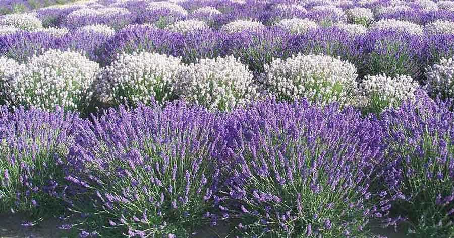 Purple White Lavender Field Scent Purple White Lavender Field Scent