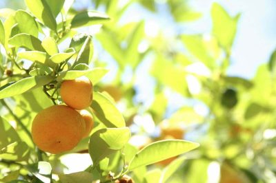 PAIRFUM Bergamot Citrus Tree Home Fragrance Perfume