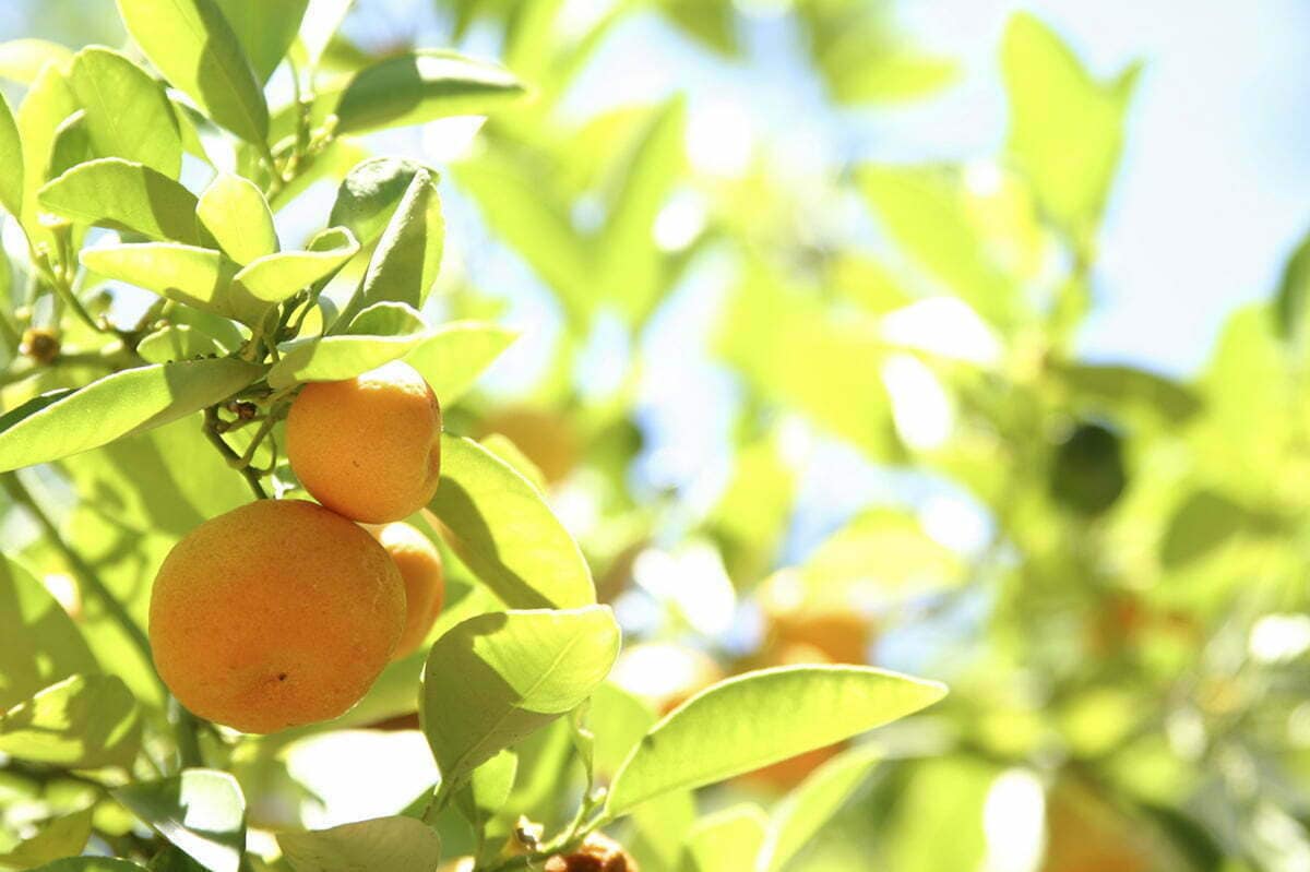 PAIRFUM Bergamot Citrus Tree Home Fragrance Perfume
