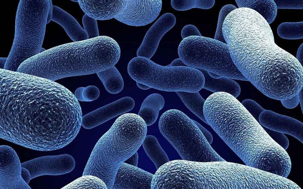 Fibre Gut Bacteria Pro Biotic Health Fibre Gut Bacteria Pro Biotic Health