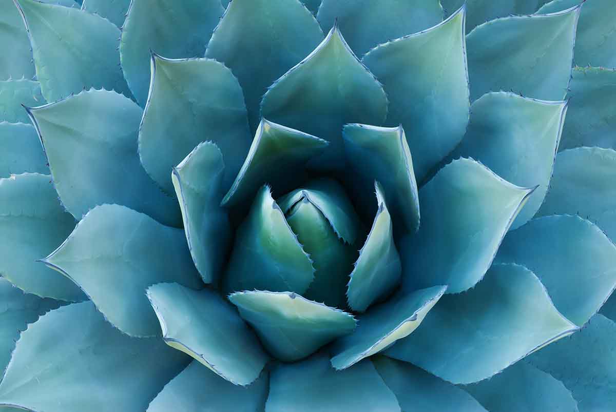 Pairfum Pre Biotic Skin Care Lotion Blue Agave Agave Plant