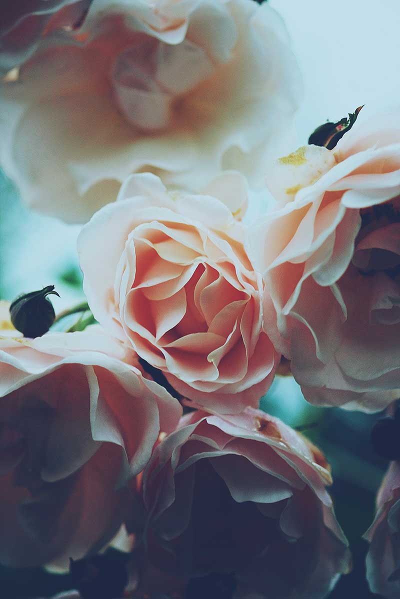 Pairfum Room Fragrance Rose Perfumed Candle Dan Cook