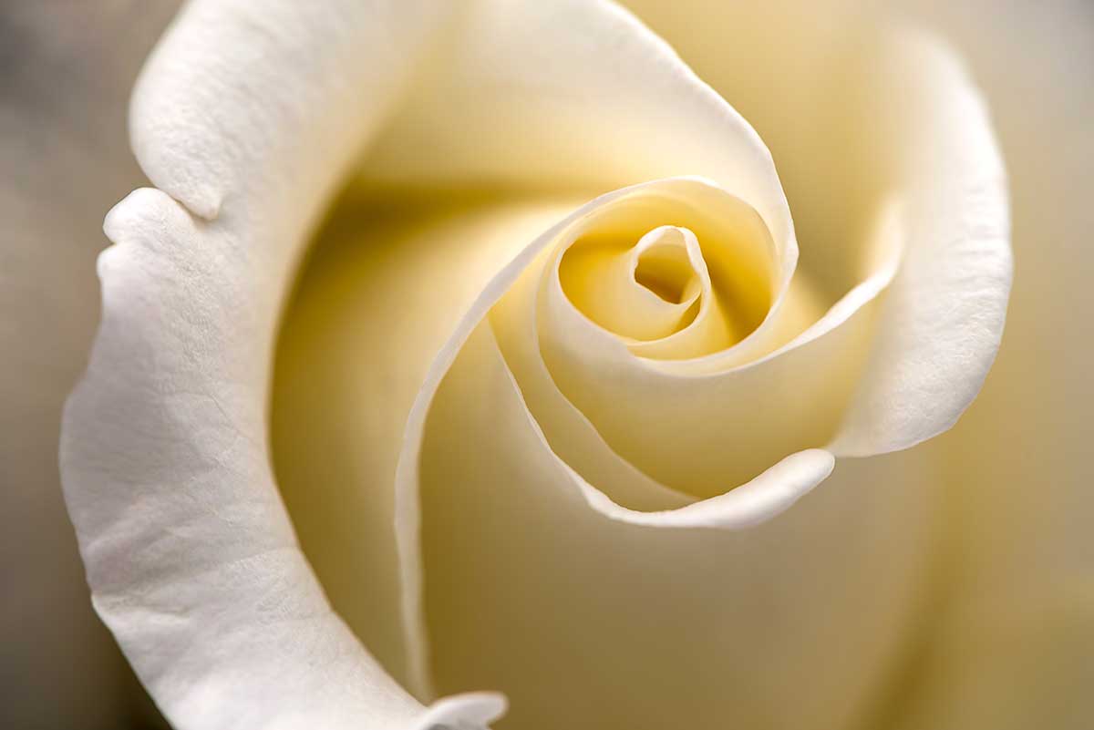 Pairfum Room Fragrance Rose Perfumed Candle Paul Morris