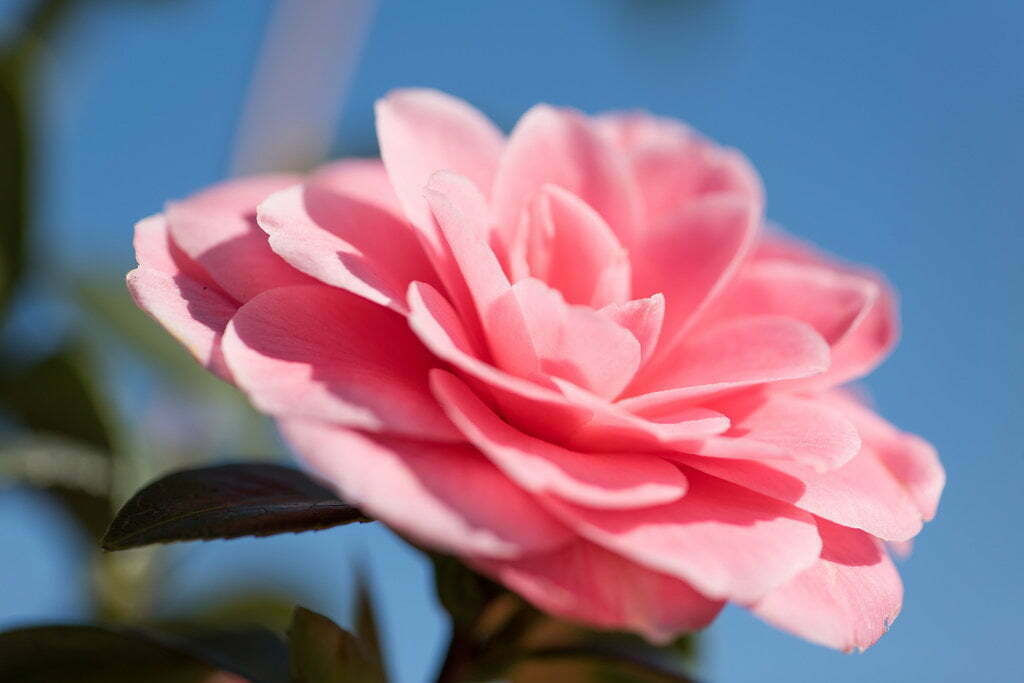 Camellia Pink Bloom Petal Sky Green Blue
