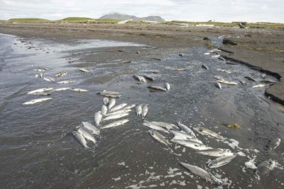 Dead Fish On Coast