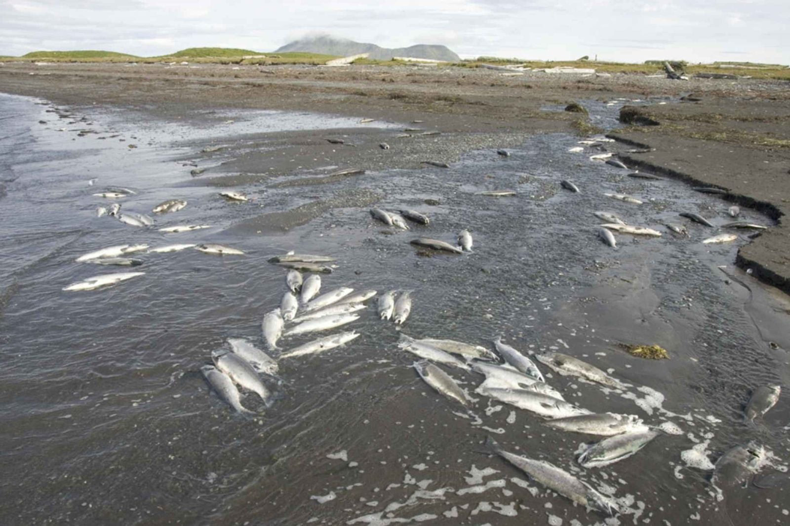Dead Fish On Coast