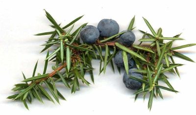 Juniperus Berrys Communis Cones