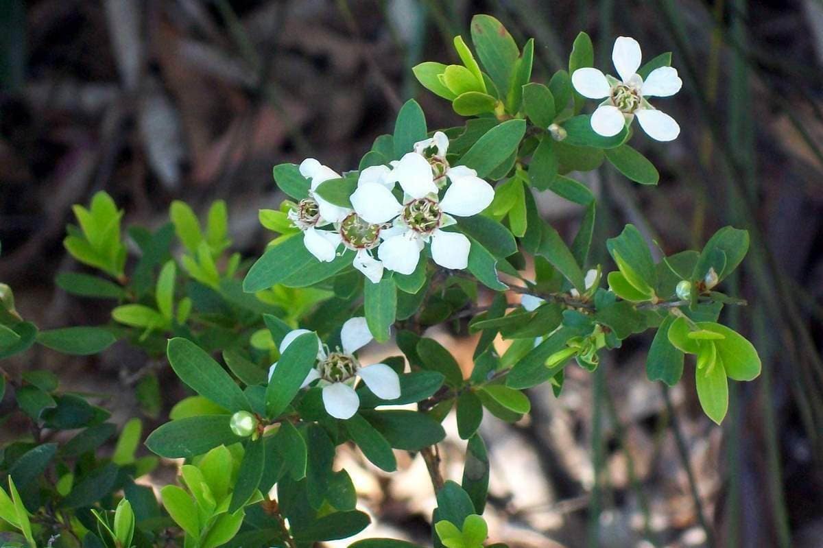 Wildflower Leptospermum Grandifolium Bairne Track